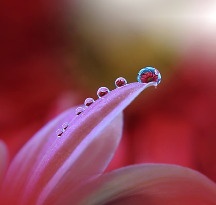 포토 JPG 해외이미지 꽃잎 꽃 근접촬영 사람없음 낭만 물방울 이슬 블러 국경 해외포토 식물 뷰포인트 컨셉 파일형식