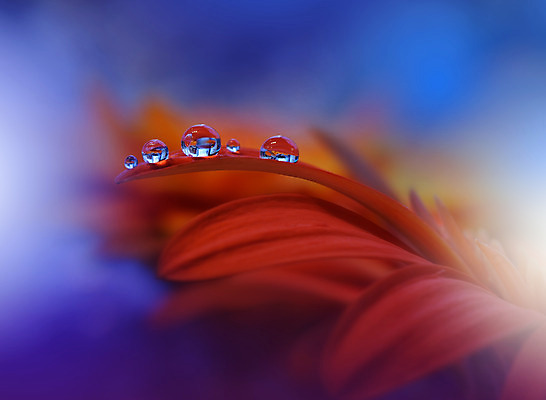 포토 JPG 해외이미지 꽃잎 꽃 근접촬영 사람없음 낭만 물방울 이슬 블러 국경 해외포토 식물 뷰포인트 컨셉 파일형식