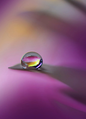 포토 JPG 해외이미지 꽃잎 꽃 근접촬영 사람없음 낭만 물방울 이슬 블러 국경 해외포토 식물 뷰포인트 컨셉 파일형식