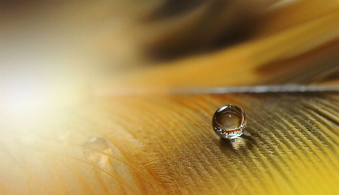 포토 JPG 해외이미지 꽃잎 꽃 근접촬영 사람없음 낭만 물방울 이슬 블러 국경 해외포토 식물 뷰포인트 컨셉 파일형식