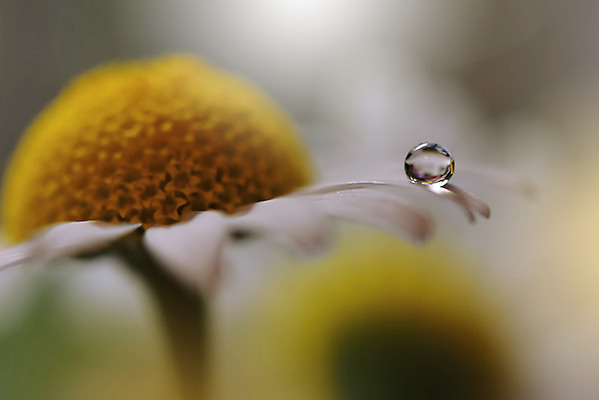 포토 JPG 해외이미지 꽃잎 꽃 근접촬영 사람없음 낭만 물방울 이슬 블러 국경 해외포토 식물 뷰포인트 컨셉 파일형식