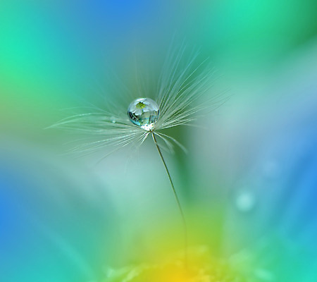 포토 JPG 해외이미지 근접촬영 사람없음 물방울 투명 이슬 민들레홀씨 블러 해외포토 뷰포인트 민들레 파일형식