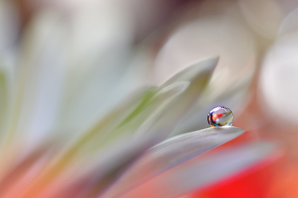 포토 JPG 해외이미지 꽃잎 꽃 근접촬영 사람없음 낭만 물방울 이슬 블러 국경 해외포토 식물 뷰포인트 컨셉 파일형식