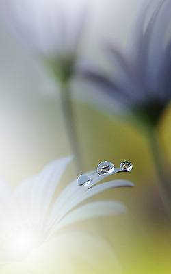 포토 JPG 해외이미지 꽃잎 꽃 근접촬영 사람없음 낭만 물방울 이슬 블러 국경 해외포토 식물 뷰포인트 컨셉 파일형식