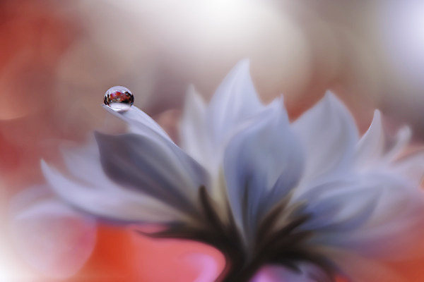 포토 JPG 해외이미지 꽃잎 꽃 근접촬영 사람없음 낭만 물방울 이슬 블러 국경 해외포토 식물 뷰포인트 컨셉 파일형식