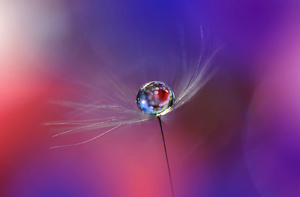 포토 JPG 해외이미지 근접촬영 사람없음 물방울 투명 이슬 민들레홀씨 블러 해외포토 뷰포인트 민들레 파일형식