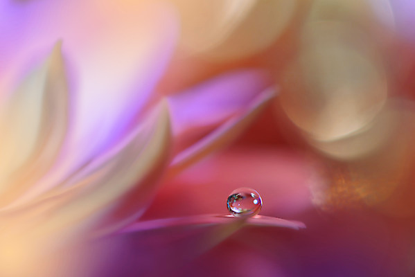 포토 JPG 해외이미지 꽃잎 꽃 근접촬영 사람없음 낭만 물방울 이슬 블러 국경 해외포토 식물 뷰포인트 컨셉 파일형식