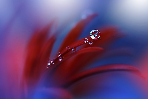 포토 JPG 해외이미지 꽃잎 꽃 근접촬영 사람없음 낭만 물방울 이슬 블러 국경 해외포토 식물 뷰포인트 컨셉 파일형식