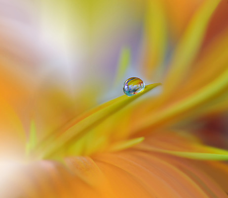 포토 JPG 해외이미지 꽃잎 꽃 근접촬영 사람없음 낭만 물방울 이슬 블러 국경 해외포토 식물 뷰포인트 컨셉 파일형식