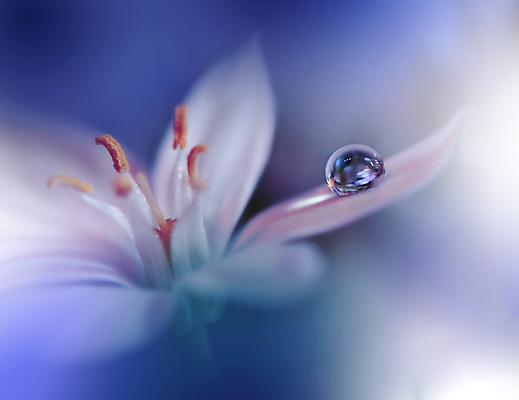 포토 JPG 해외이미지 꽃잎 꽃 근접촬영 사람없음 물방울 이슬 블러 해외포토 식물 뷰포인트 파일형식