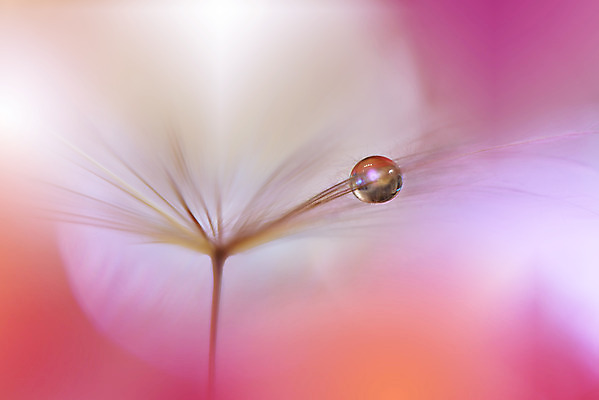 포토 JPG 해외이미지 근접촬영 사람없음 물방울 투명 이슬 민들레홀씨 블러 해외포토 뷰포인트 민들레 파일형식