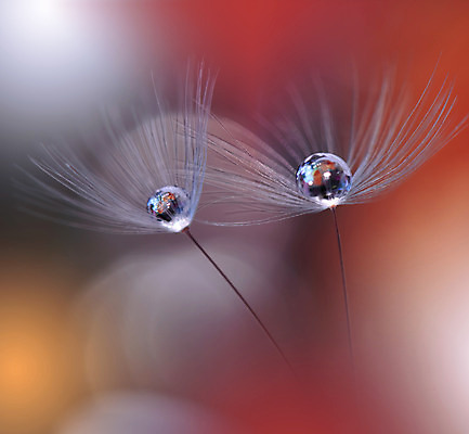 포토 JPG 해외이미지 근접촬영 사람없음 물방울 투명 이슬 민들레홀씨 블러 해외포토 뷰포인트 민들레 파일형식