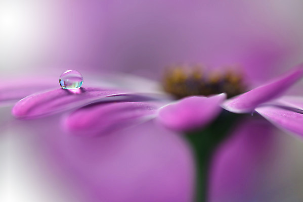 포토 JPG 해외이미지 꽃잎 꽃 근접촬영 사람없음 낭만 물방울 이슬 블러 국경 해외포토 식물 뷰포인트 컨셉 파일형식