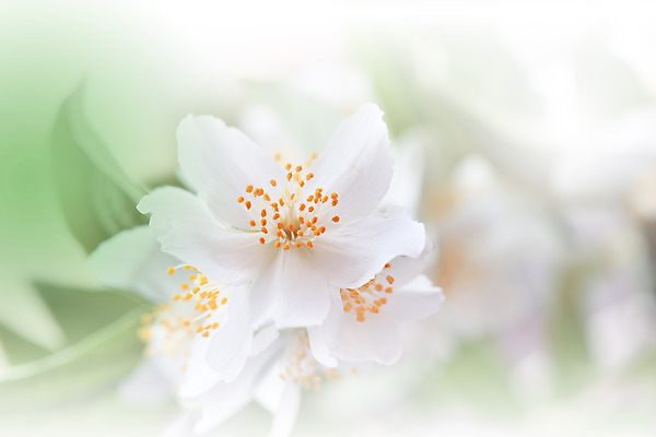 포토 JPG 해외이미지 주간 사람없음 야외 벚꽃 블러 파스텔톤 해외포토 자연요소 꽃 컬러 파일형식