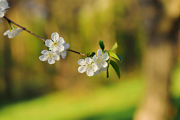 포토 JPG 해외이미지 주간 사람없음 야외 아웃포커스 벚꽃 나뭇가지 블러 파스텔톤 해외포토 자연요소 나무 꽃 컬러 촬영기법 파일형식