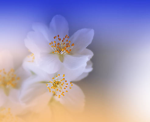 포토 JPG 해외이미지 주간 꽃 사람없음 야외 블러 파스텔톤 해외포토 자연요소 식물 컬러 파일형식