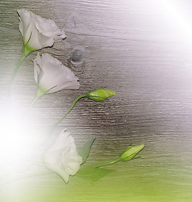 포토 JPG 해외이미지 주간 꽃 사람없음 야외 블러 파스텔톤 해외포토 자연요소 식물 컬러 파일형식