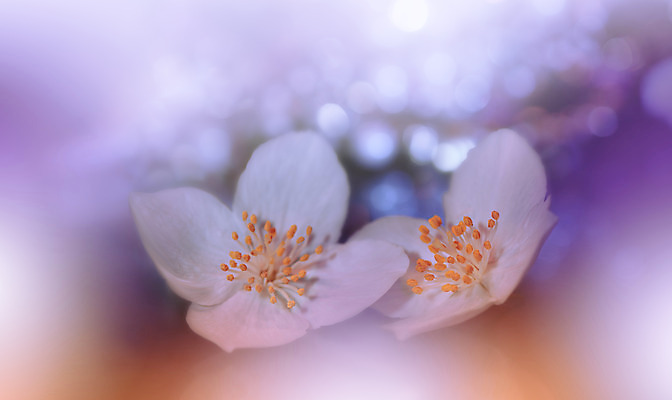 포토 JPG 해외이미지 주간 꽃 사람없음 야외 블러 파스텔톤 해외포토 자연요소 식물 컬러 파일형식