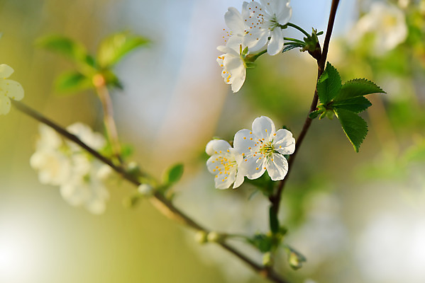 포토 JPG 해외이미지 주간 사람없음 야외 벚꽃 블러 파스텔톤 해외포토 자연요소 꽃 컬러 파일형식
