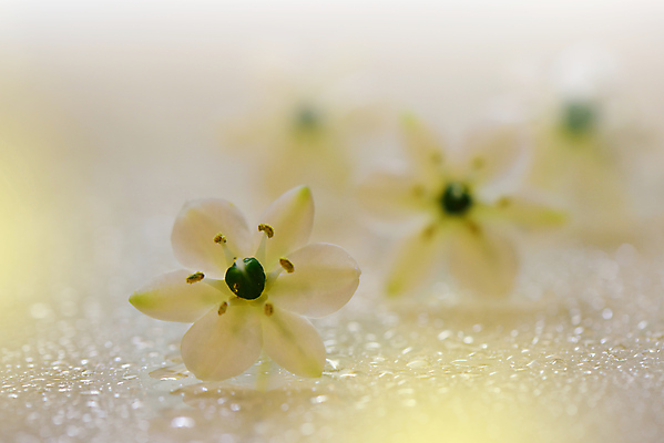 포토 JPG 해외이미지 주간 꽃 사람없음 야외 소프트포커스 블러 파스텔톤 해외포토 자연요소 식물 컬러 촬영기법 파일형식