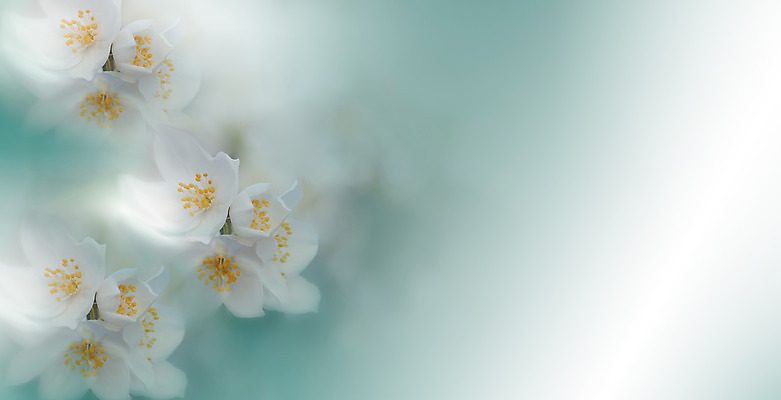 포토 JPG 해외이미지 주간 사람없음 야외 벚꽃 블러 파스텔톤 해외포토 자연요소 꽃 컬러 파일형식