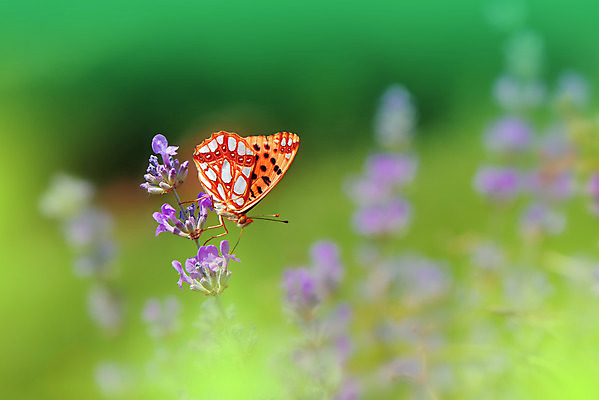 포토 JPG 해외이미지 주간 한마리 나비 사람없음 야외 아웃포커스 라벤더 블러 파스텔톤 해외포토 자연요소 1 꽃 컬러 곤충 촬영기법 허브 파일형식