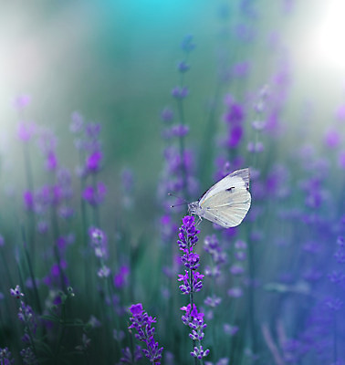 포토 JPG 해외이미지 주간 한마리 나비 사람없음 야외 라벤더 블러 파스텔톤 해외포토 자연요소 1 꽃 컬러 곤충 허브 파일형식