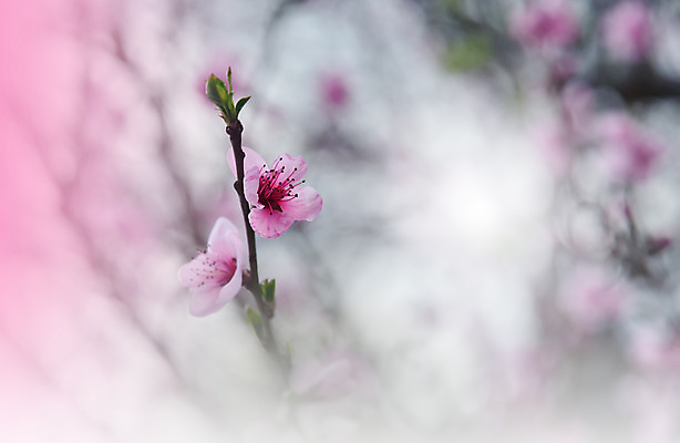 포토 JPG 해외이미지 주간 사람없음 야외 벚꽃 블러 파스텔톤 해외포토 자연요소 꽃 컬러 파일형식