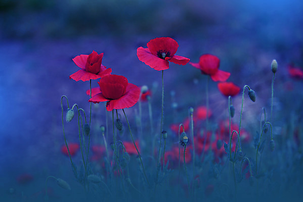 포토 JPG 해외이미지 주간 사람없음 야외 양귀비 블러 파스텔톤 해외포토 자연요소 꽃 컬러 파일형식