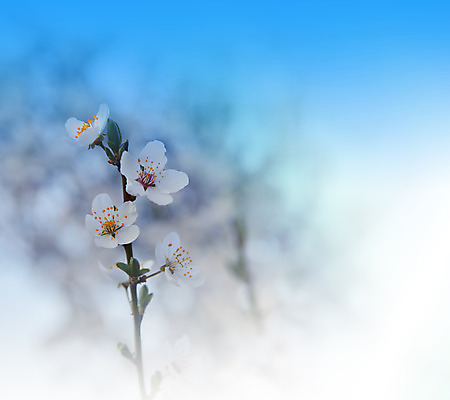 포토 JPG 해외이미지 주간 사람없음 야외 벚꽃 블러 파스텔톤 해외포토 자연요소 꽃 컬러 파일형식