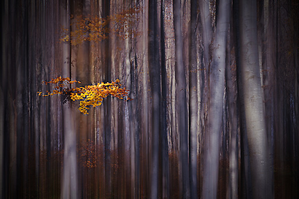 포토 JPG 해외이미지 주간 꽃 사람없음 야외 숲 블러 파스텔톤 해외포토 자연요소 식물 컬러 파일형식