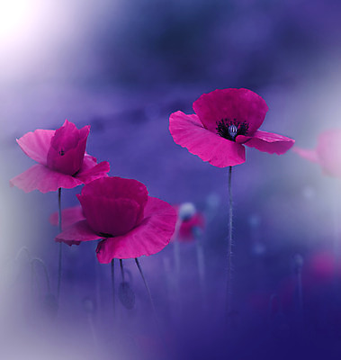 포토 JPG 해외이미지 주간 사람없음 야외 양귀비 블러 파스텔톤 해외포토 자연요소 꽃 컬러 파일형식