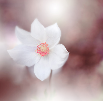 포토 JPG 해외이미지 주간 꽃 사람없음 야외 블러 아네모네 파스텔톤 해외포토 자연요소 식물 컬러 파일형식