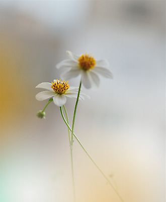 포토 JPG 해외이미지 주간 꽃 사람없음 야외 소프트포커스 블러 파스텔톤 해외포토 자연요소 식물 컬러 촬영기법 파일형식