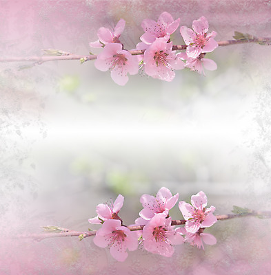 포토 JPG 해외이미지 주간 사람없음 야외 벚꽃 블러 파스텔톤 해외포토 자연요소 꽃 컬러 파일형식