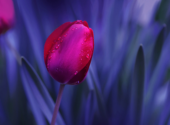 포토 JPG 해외이미지 주간 사람없음 야외 튤립 블러 파스텔톤 해외포토 자연요소 꽃 컬러 파일형식