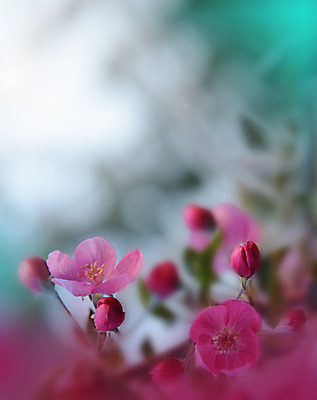 포토 JPG 해외이미지 주간 꽃 사람없음 야외 아웃포커스 블러 파스텔톤 해외포토 자연요소 식물 컬러 촬영기법 파일형식