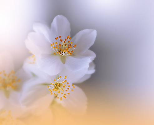 포토 JPG 해외이미지 주간 꽃 사람없음 야외 블러 파스텔톤 해외포토 자연요소 식물 컬러 파일형식