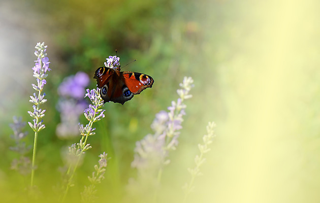 포토 JPG 해외이미지 주간 한마리 나비 사람없음 야외 라벤더 블러 파스텔톤 해외포토 자연요소 1 꽃 컬러 곤충 허브 파일형식