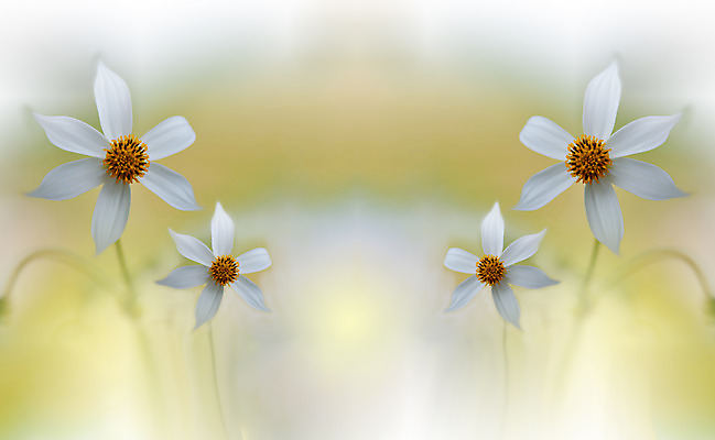 포토 JPG 해외이미지 주간 꽃 사람없음 야외 아웃포커스 블러 파스텔톤 해외포토 자연요소 식물 컬러 촬영기법 파일형식