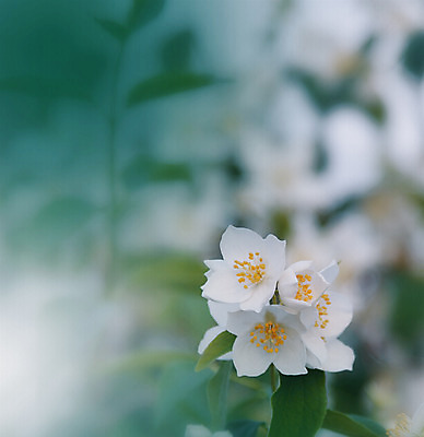 포토 JPG 해외이미지 주간 꽃 사람없음 야외 아웃포커스 블러 파스텔톤 해외포토 자연요소 식물 컬러 촬영기법 파일형식