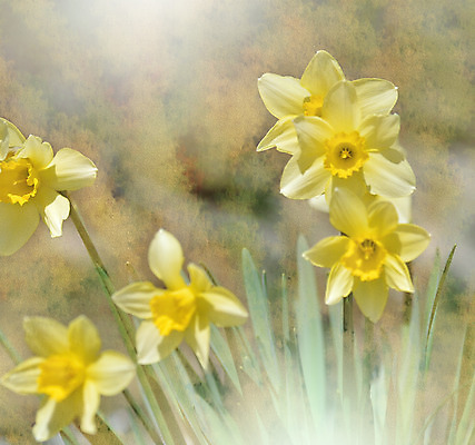 포토 JPG 해외이미지 주간 꽃 사람없음 야외 블러 파스텔톤 해외포토 자연요소 식물 컬러 파일형식