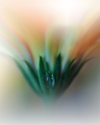 포토 JPG 해외이미지 주간 꽃 사람없음 야외 블러 파스텔톤 해외포토 자연요소 식물 컬러 파일형식