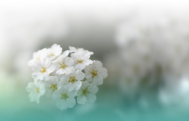 포토 JPG 해외이미지 주간 꽃 사람없음 야외 블러 파스텔톤 해외포토 자연요소 식물 컬러 파일형식