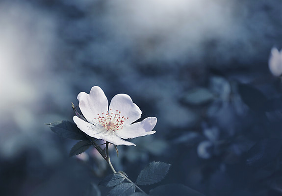 포토 JPG 해외이미지 주간 꽃 사람없음 야외 블러 파스텔톤 해외포토 자연요소 식물 컬러 파일형식