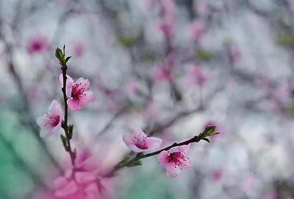 포토 JPG 해외이미지 주간 사람없음 야외 벚꽃 블러 파스텔톤 해외포토 자연요소 꽃 컬러 파일형식