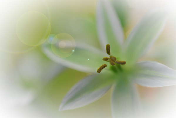 포토 JPG 해외이미지 주간 꽃 사람없음 야외 블러 파스텔톤 해외포토 자연요소 식물 컬러 파일형식