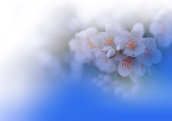 포토 JPG 해외이미지 주간 사람없음 야외 벚꽃 블러 파스텔톤 해외포토 자연요소 꽃 컬러 파일형식