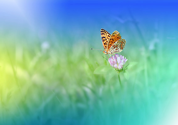 포토 JPG 해외이미지 주간 한마리 꽃 나비 사람없음 야외 블러 파스텔톤 해외포토 자연요소 식물 1 컬러 곤충 파일형식