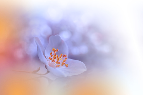 포토 JPG 해외이미지 주간 꽃 사람없음 야외 블러 파스텔톤 해외포토 자연요소 식물 컬러 파일형식